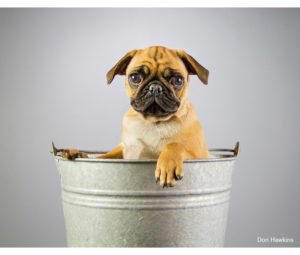 Dog Photo by Don Hawkins - Printed by Diversified Lab