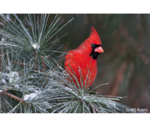 Northern Cardinal Photo by Scott Evers - Printed by Diversified Lab