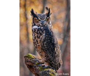 Owl Photo by Scott Evers - Printed by Diversified Lab