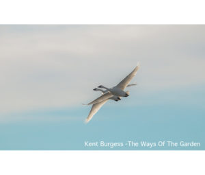 Kent Burgess Photo - Printed by Diversified Lab
