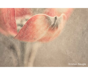 Photo by Kristen Naugle - Printed by Diversified Lab