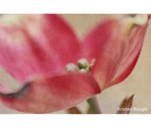 Flower Photo by Kristen Naugle - Printed by Diversified Lab