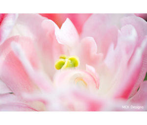 Flower Photo by MCK Designs - Printed by Diversified Lab