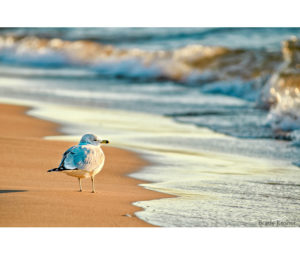 Bird on the Beach Photo by Brady Kesner - Printed by Diversified Lab