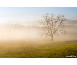 Tree in the Fog Photo by Brady Kesner - Printed by Diversified Lab