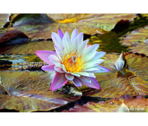 Beautiful Flower Photo by David Carriel - Printed by Diversified Lab