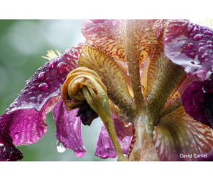 Flower Photo by David Carriel - Printed by Diversified Lab