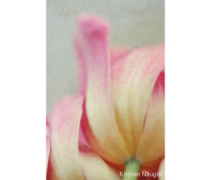 Photo of Flower by Kristen Naugle - Printed by Diversified Lab
