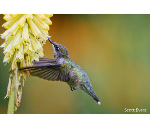 Bird Photo by Scott Evers - Printed by Diversified Lab