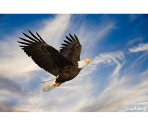 Eagle Photo by Thomas Rollins Photography - Printed by Diversified Lab