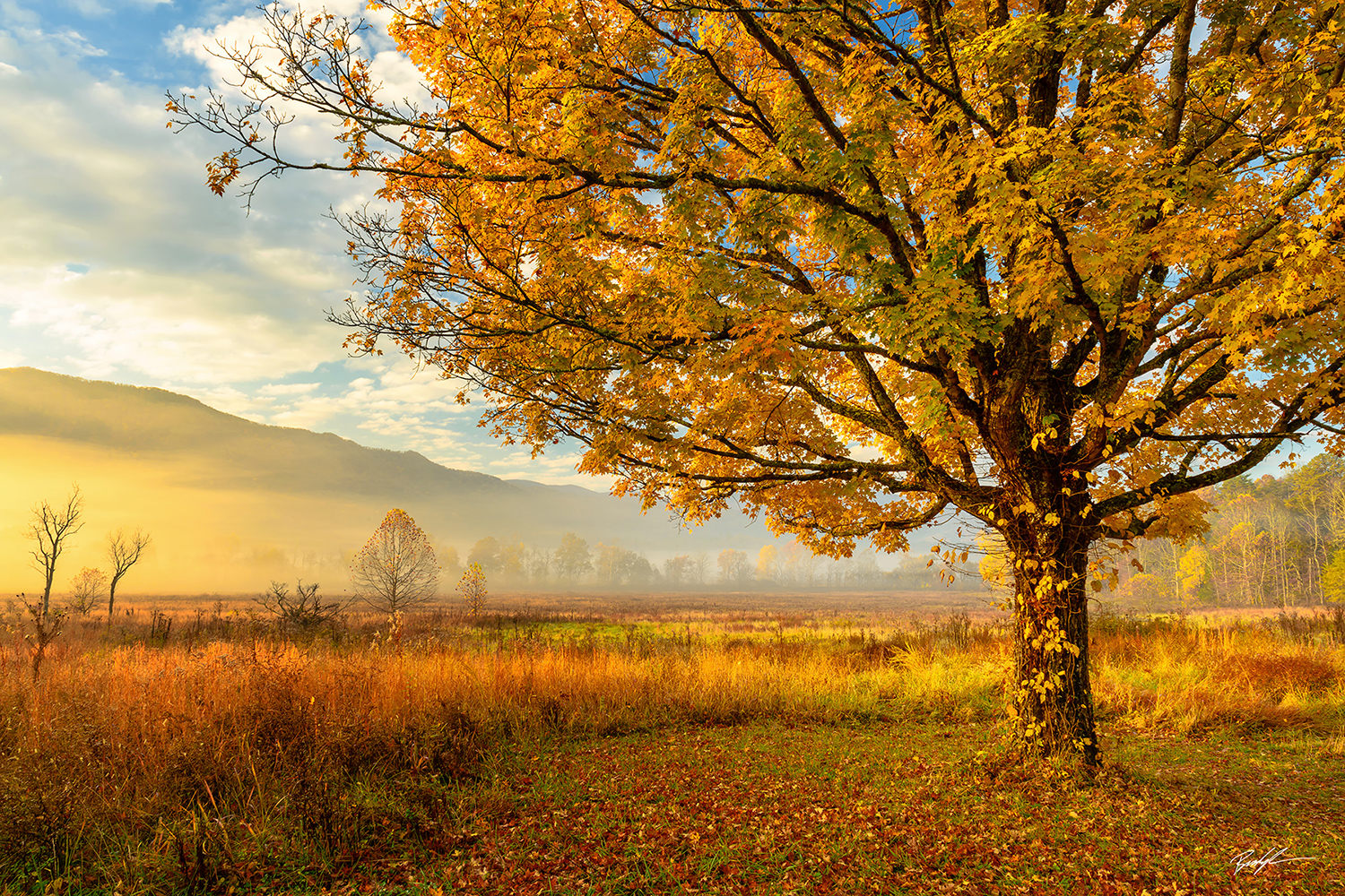 cades-cove-tree-morning-light-smoky-mountain-national-park